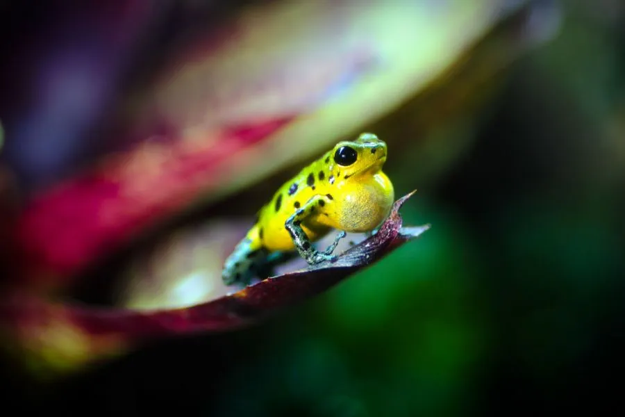 Oophaga pumilio Punta Laurel - Jungle Jewel Exotics