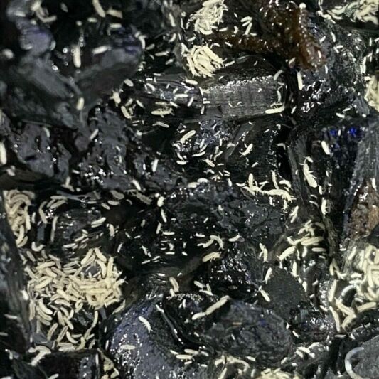 Tropical Springtails Starter Culture on charcoal - Biochar