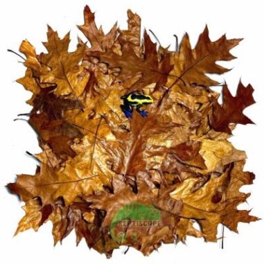 Reptiscape Red Oak Leaves for reptile and dart frog bioactive terrariums