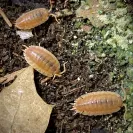 Porcellio Scaber Orange Isopods