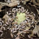 Porcellionides Pruinosus Creamsicle Isopods eating (1024x1024)