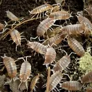 Porcellionides Pruinosus Creamsicle Isopods