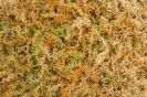 Besgrow SpagMoss -Sphagnum Moss 100gm - Image 2