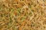 Besgrow SpagMoss -Sphagnum Moss 100gm - Image 2