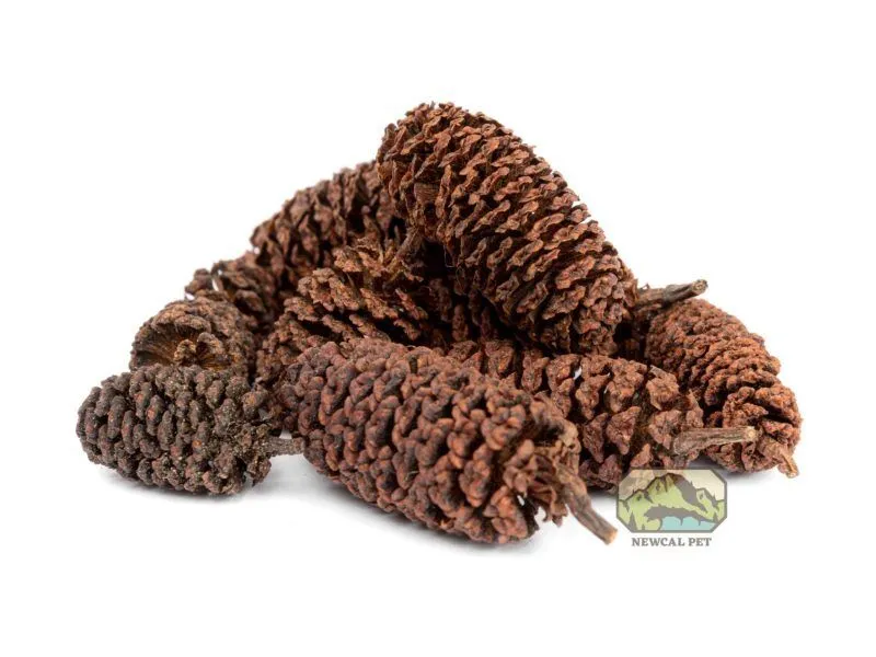 NewCal Alder cones