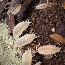 Porcellionides Pruinosus Whiteout eating