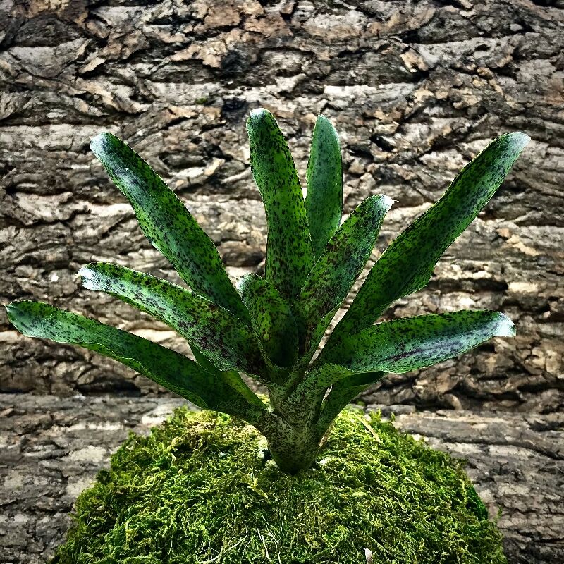 Mini Neoregelia Bromeliad - Mo Peppa Please 2