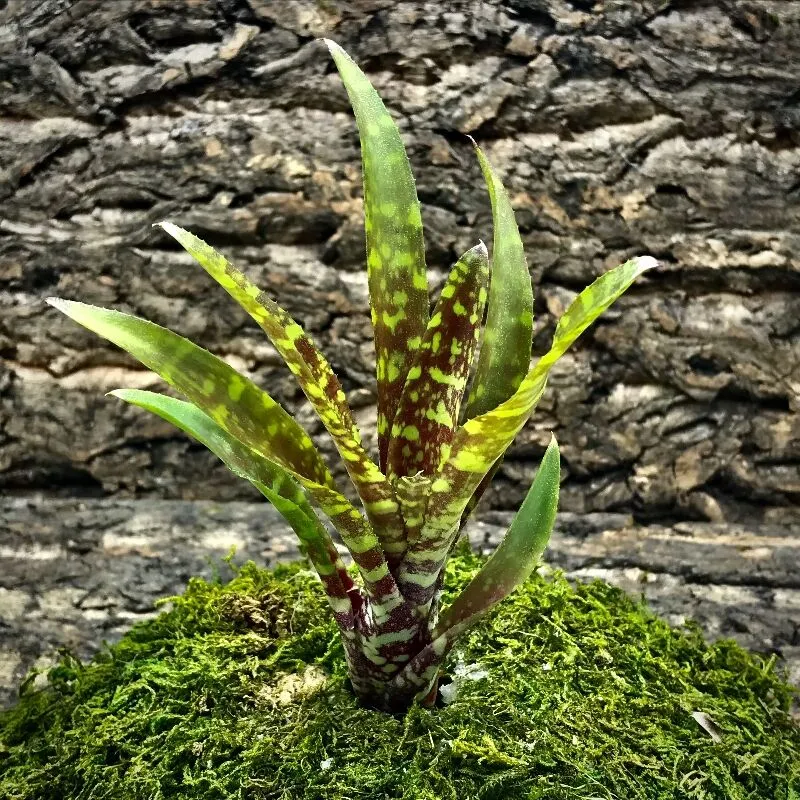 Mini Neoregelia Bromeliad - Wild Tiger