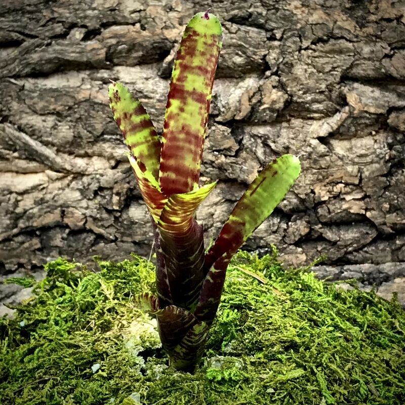 Mini Neoregelia Bromeliad - Joao Marcio