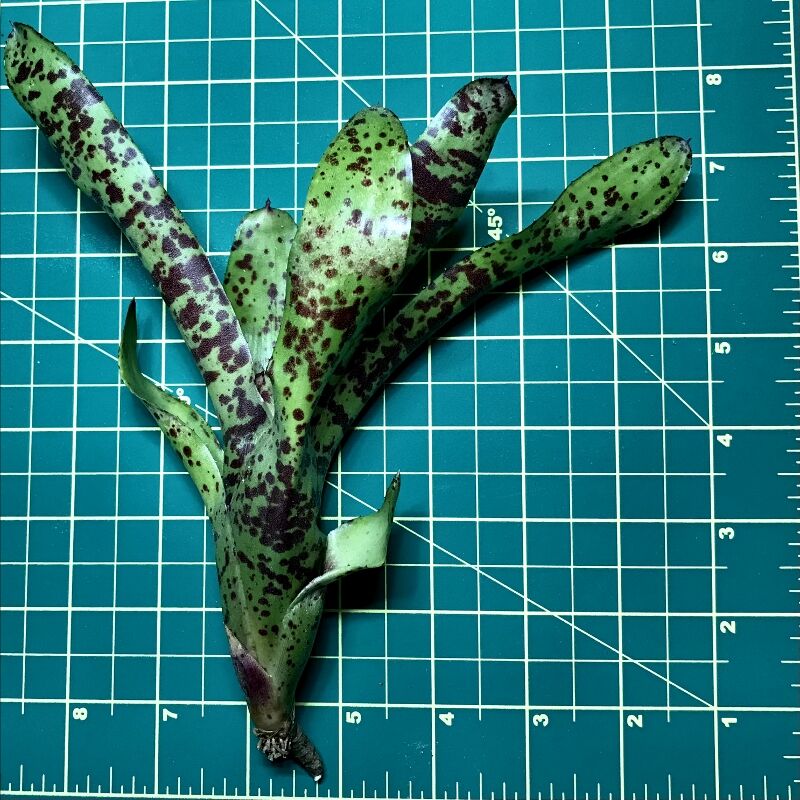 Mini Neoregelia Bromeliad - Little Brother - Image 2