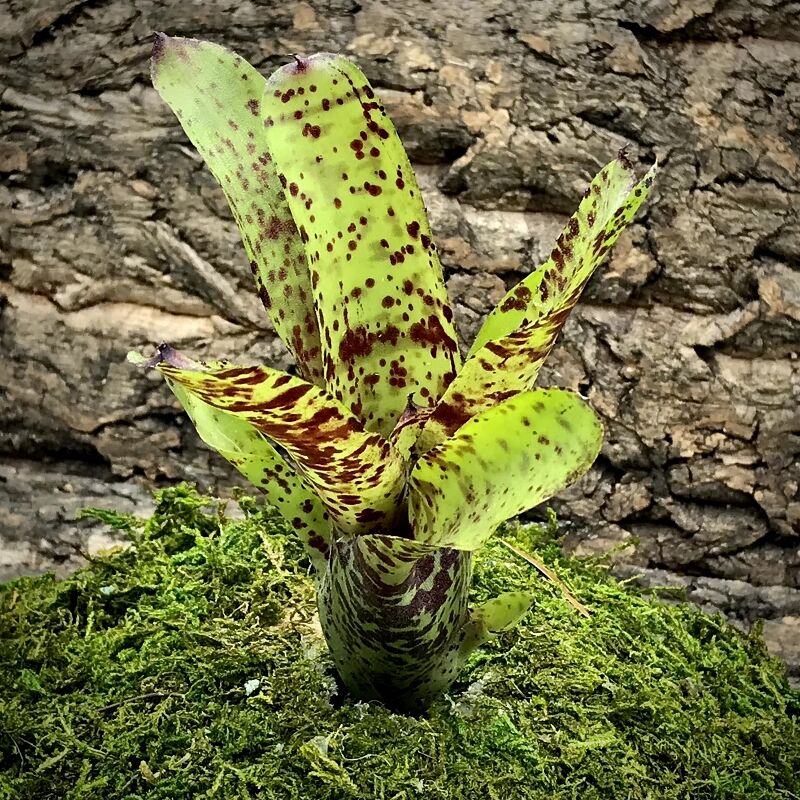 Mini Neoregelia Bromeliad - Little Brother