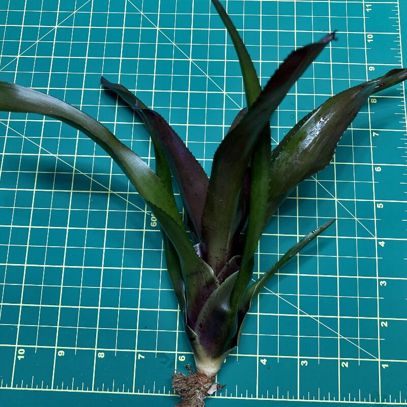 Mini Neoregelia Bromeliad - Granada x Royal Flush size