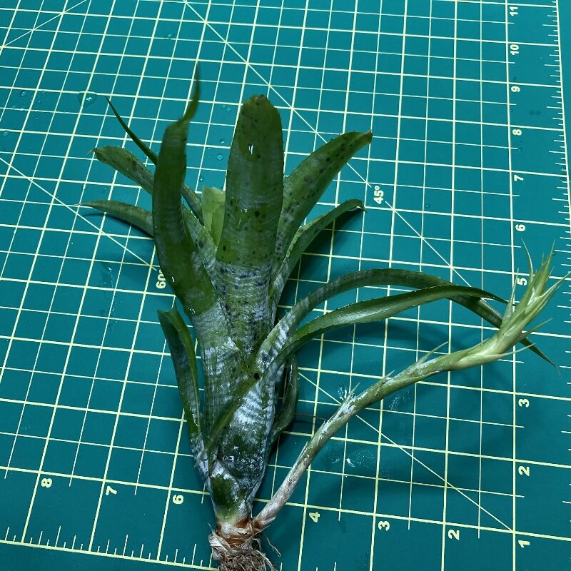 Mini Neoregelia Bromeliad - Pauciflora size