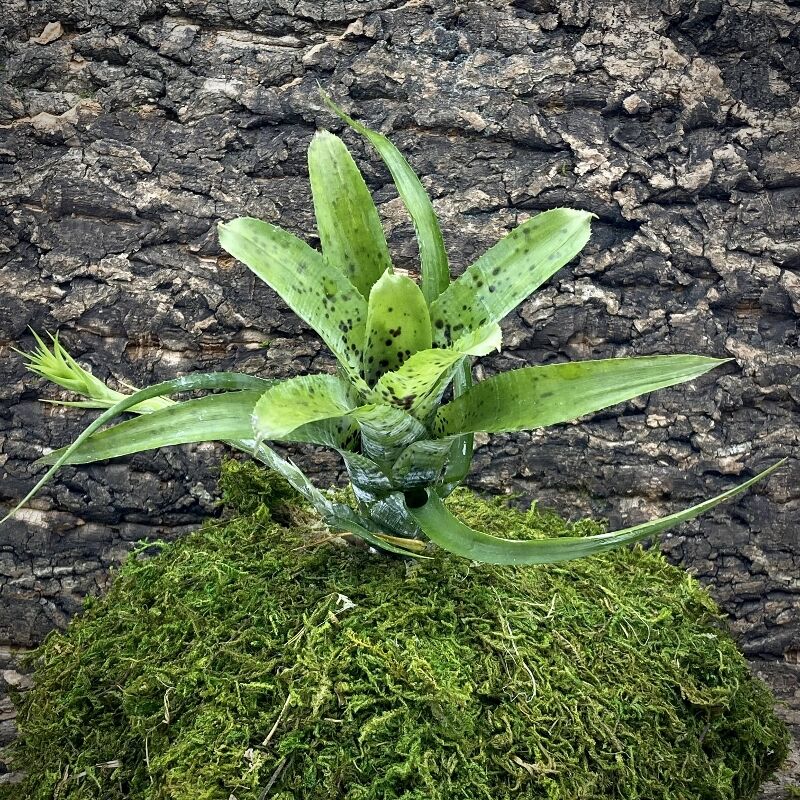 Mini Neoregelia Bromeliad - Pauciflora