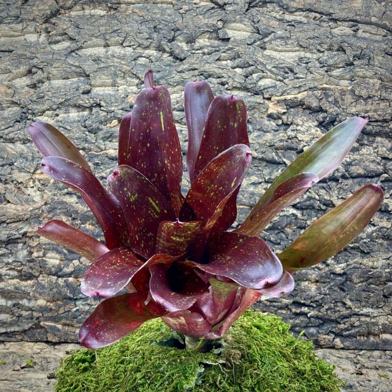 Neoregelia Bromeliad Carcharodon x Fireball x Walking Tall