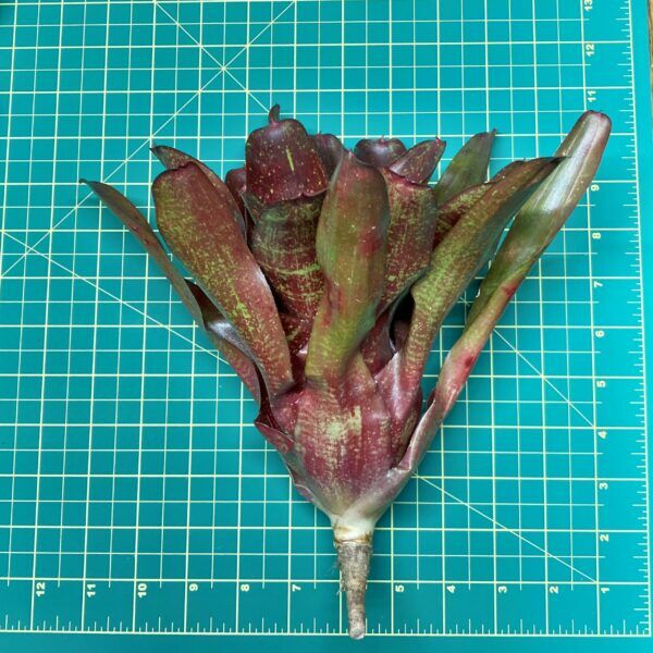 Neoregelia Bromeliad Carcharodon x Fireball x Walking Tall size
