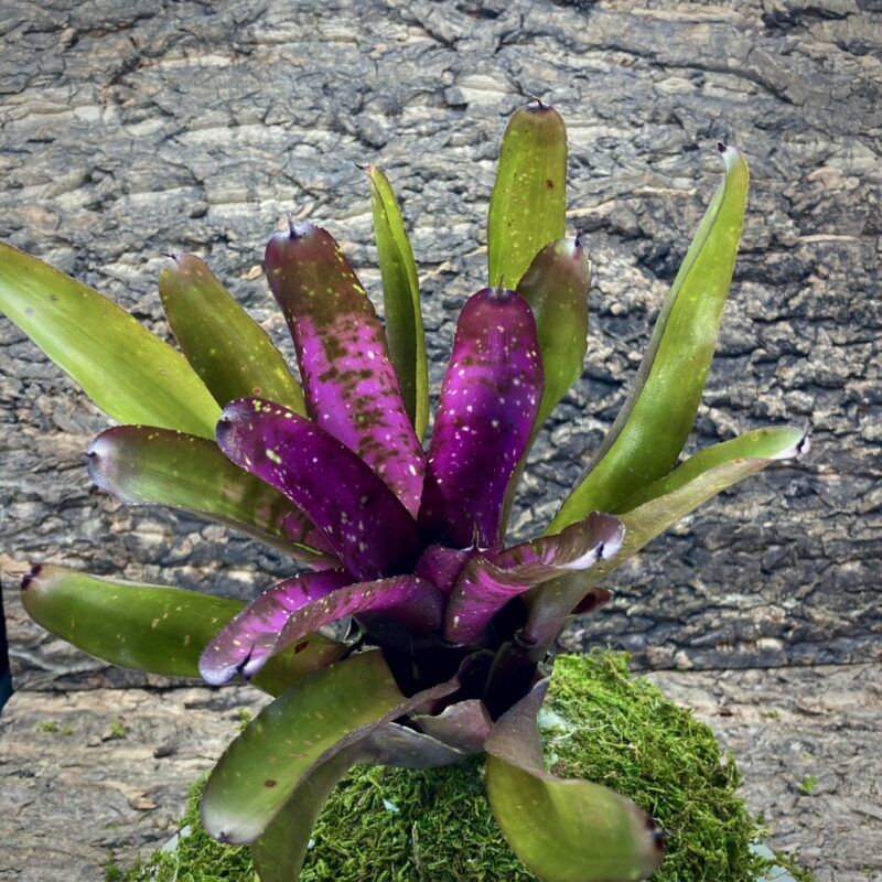 Neoregelia Bromeliad Midnight Marble