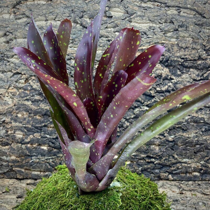 Neoregelia Bromeliad Multicolor