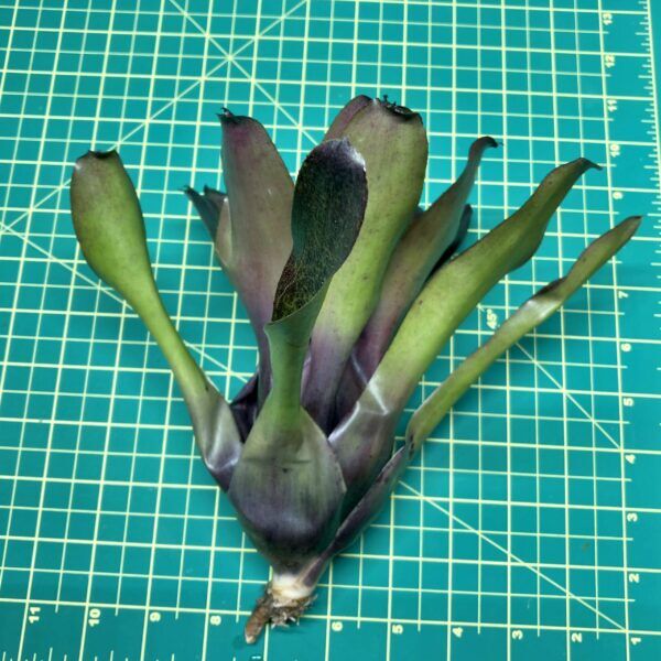 Neoregelia Bromeliad Pitch Black x Fireball Size