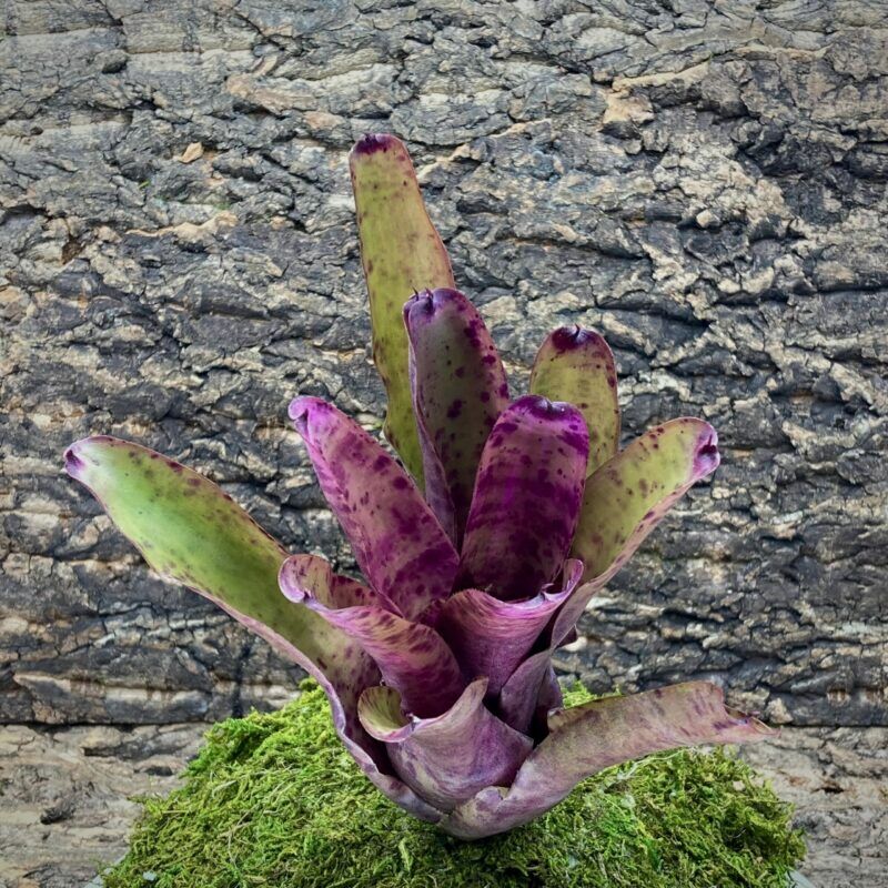 Neoregelia Bromeliad Purple Phantom