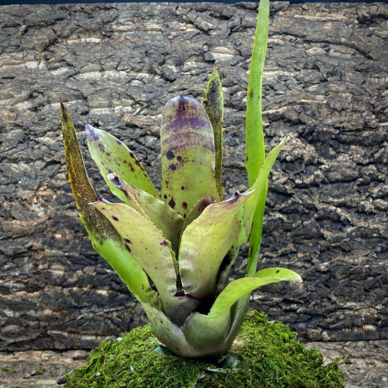 Neoregelia Bromeliad Wilsoniana x Melanodonta