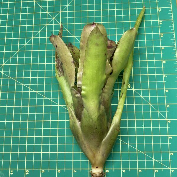 Neoregelia Bromeliad Wilsoniana x Melanodonta size
