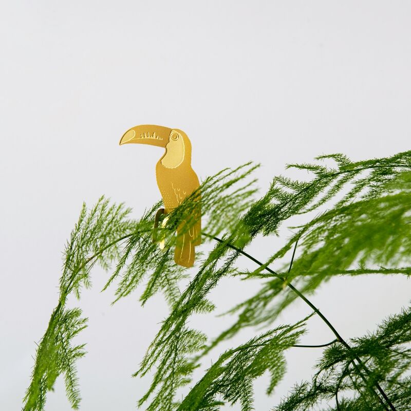 Plant Animal Toucan