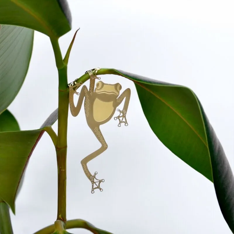 Plant Animal Tree Frog