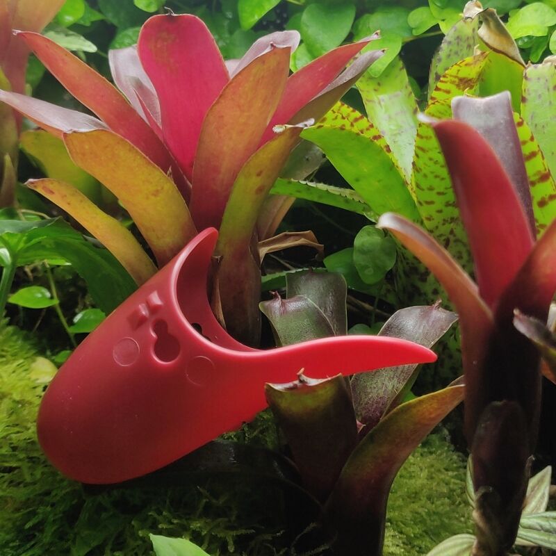 Tad-Pool Ruby Red in Terrarium