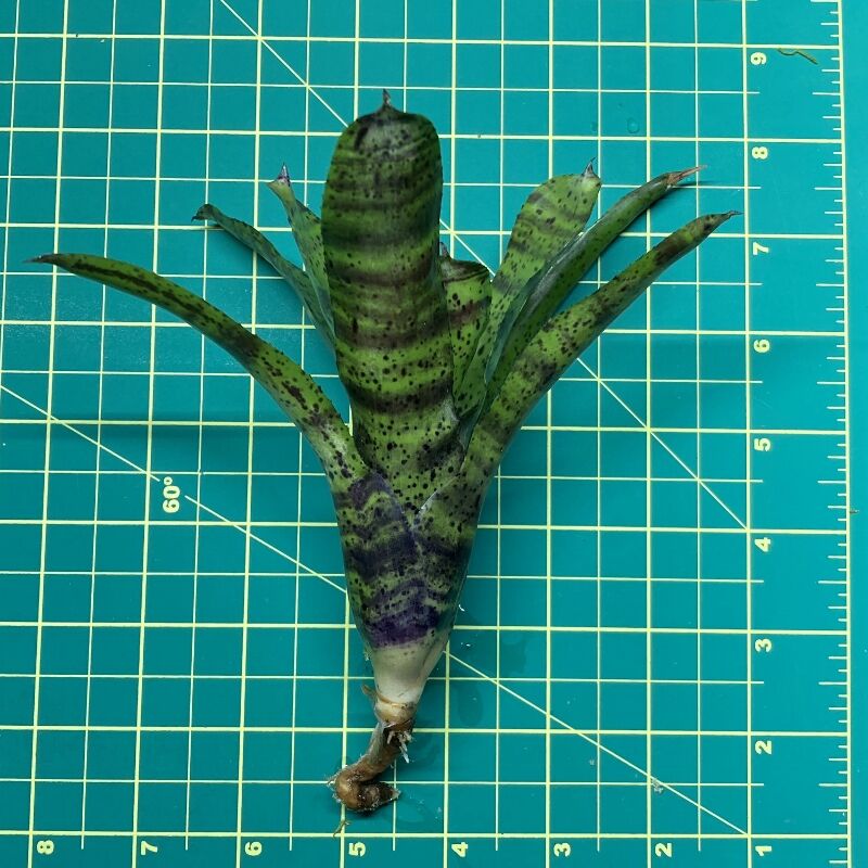 Mini Neoregelia Bromeliad - Shamrock size