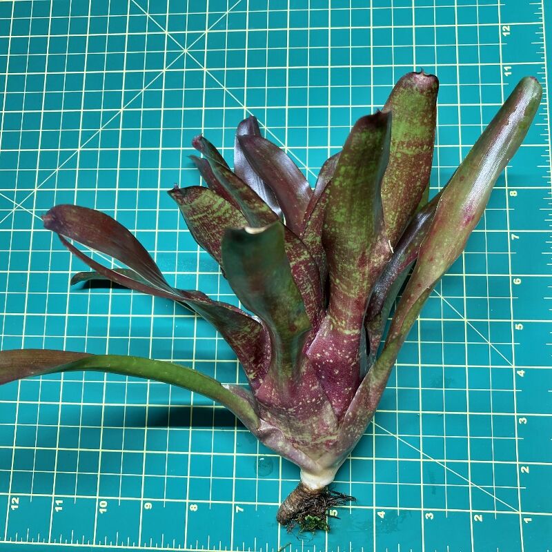 Neoregelia Bromeliad - (Carolinae x Fireball) x Walking Tall size