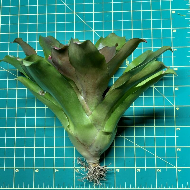 Neoregelia Bromeliad - Puppy Love size