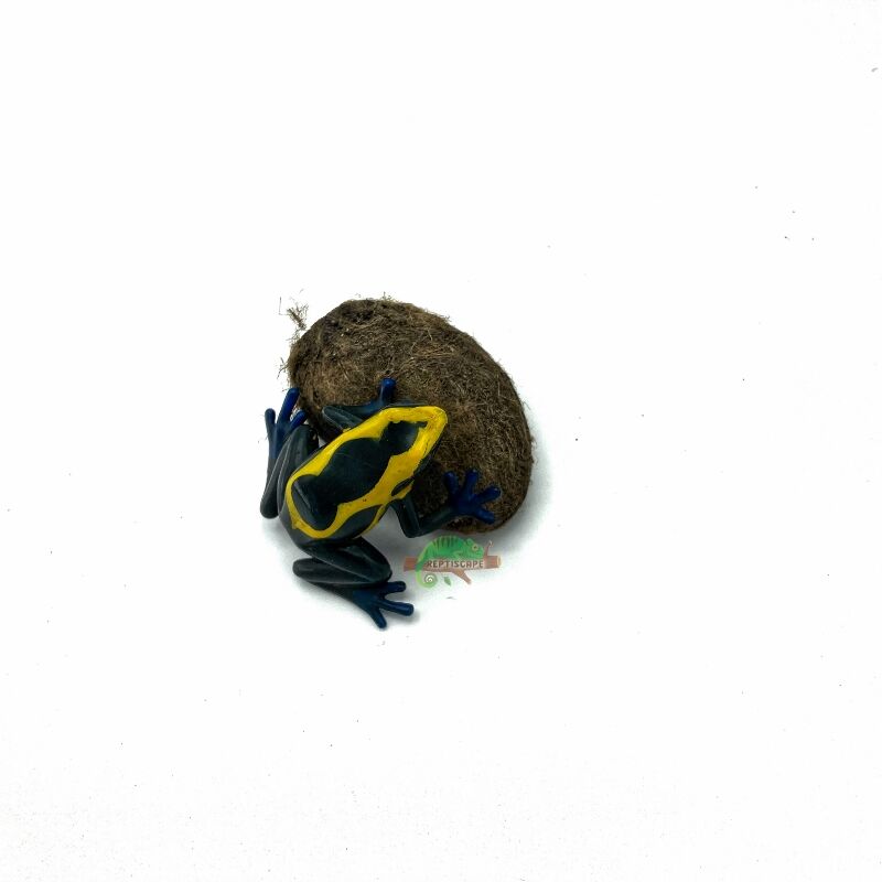 Reptiscape Mango Seed Pod with Dart Frog