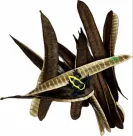 Ipil Seed Pod with Frog