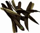 Ipil seed pods