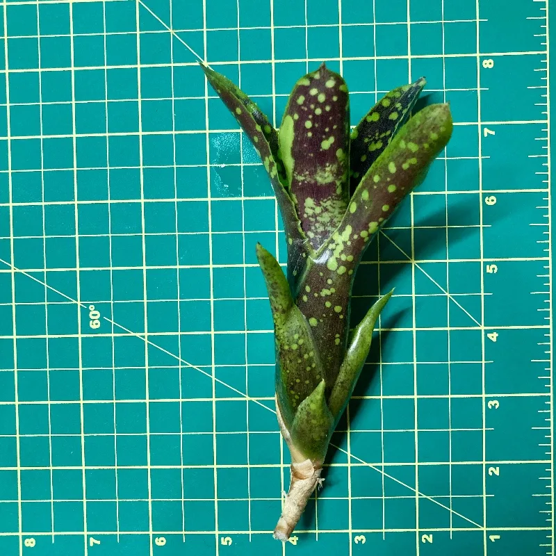 Mini Neoregelia Domino II size