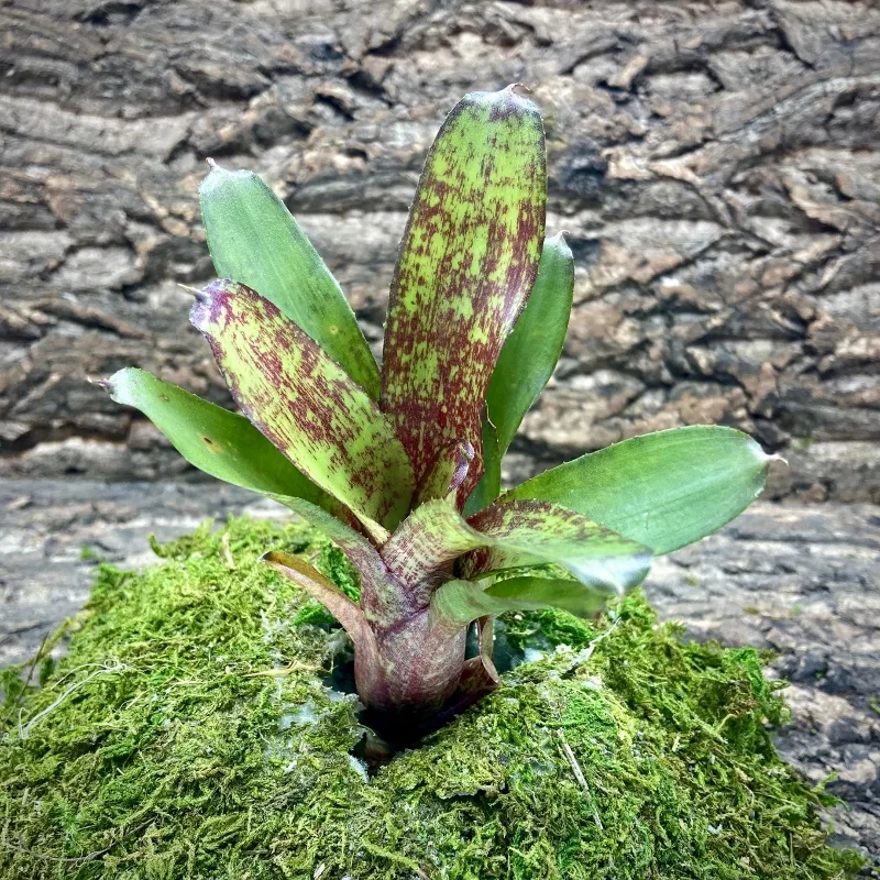 Mini Neoregelia Gene McKenzie