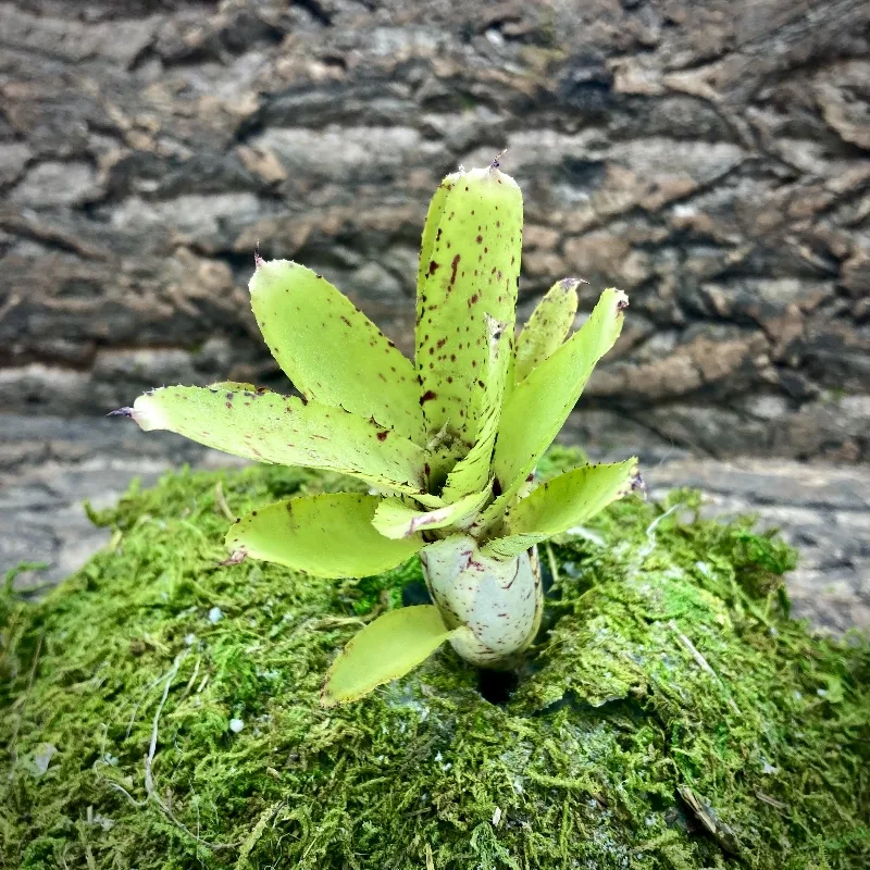 Mini Neoregelia Lilliputiana x Mini Skirt 2