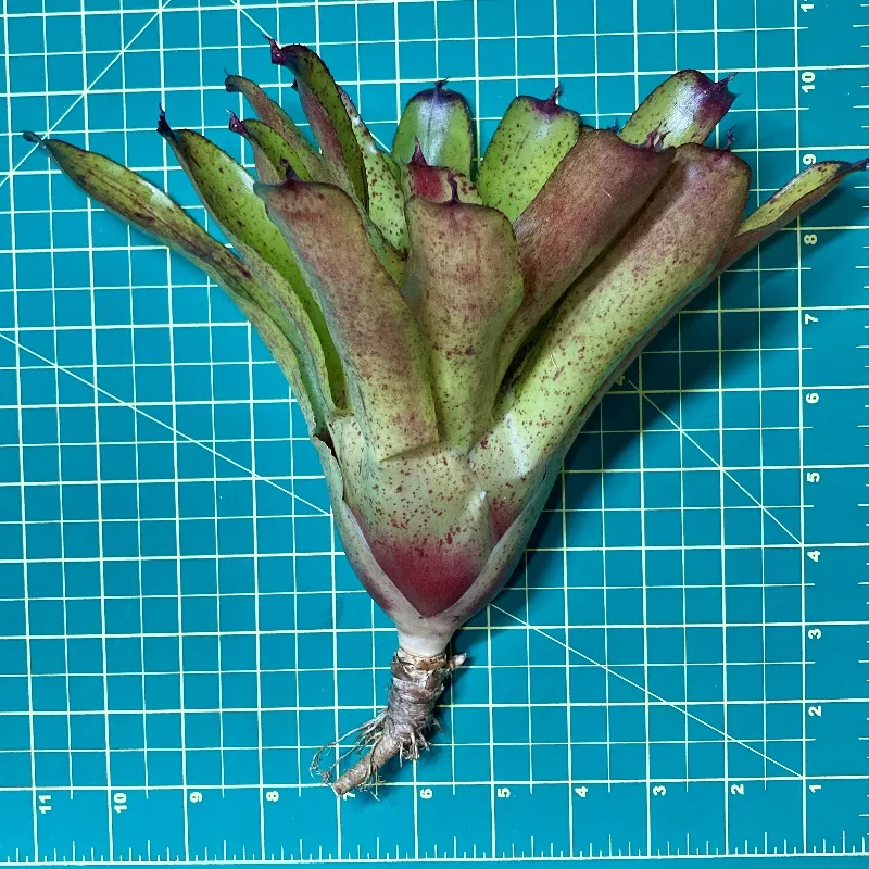 Neoregelia Angel Face size
