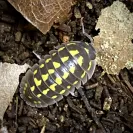 Armadillidium gestroi Isopod