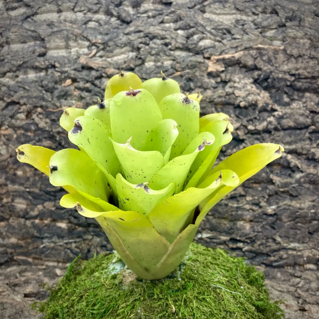 Neoregelia Pauciflora x Kautskyi