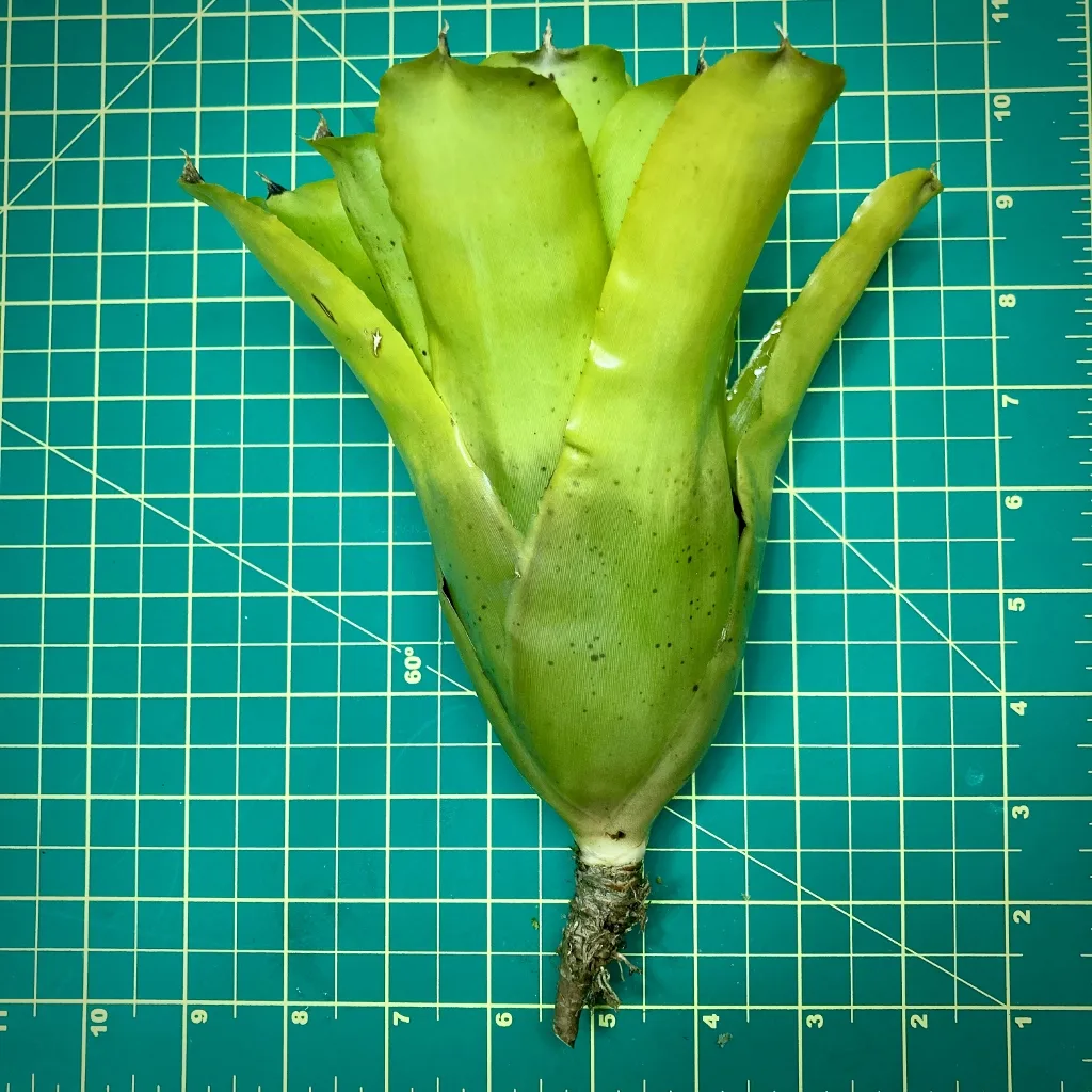Neoregelia Pauciflora x Kautskyi size