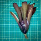 Neoregelia Bromeliad Superball size
