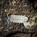 Porcellio haasi Light Isopod