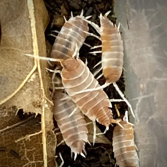 Porcellionides Pruinosus Creamsicle Isopods group