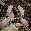Porcellionides Pruinosus Creamsicle Isopods
