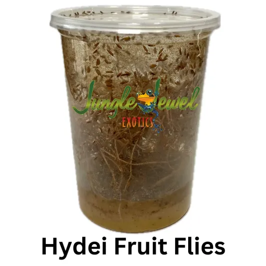 Hydei Fruit Fly for feeding Dart Frogs, Praying Mantis, baby Spiders, Jumping Spiders, Tarantulas, Geckos and other small lizards
