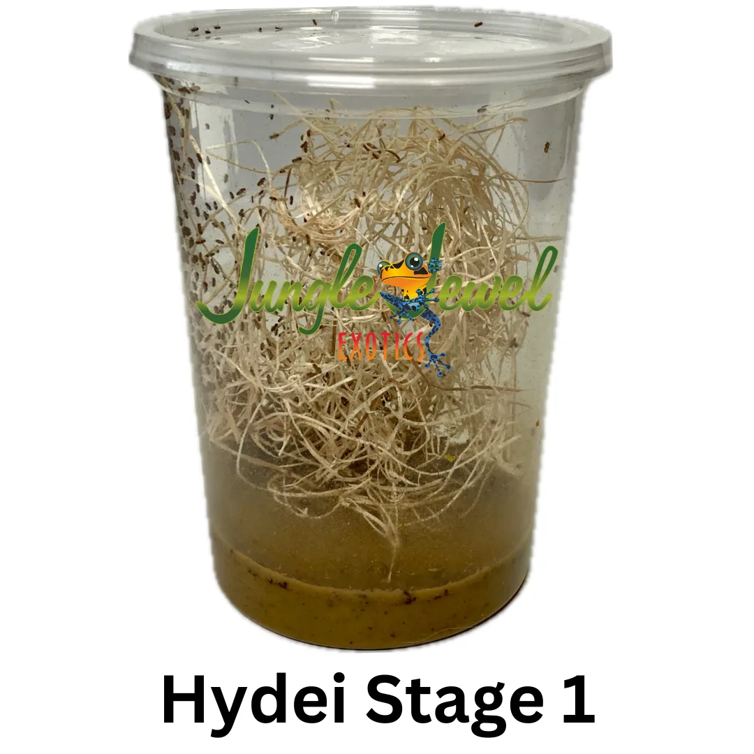 Hydei Stage 1 Freshly made fruit fly culture