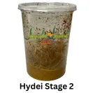 Hydei Stage 2 Will start producing fruit flies in about a week or two