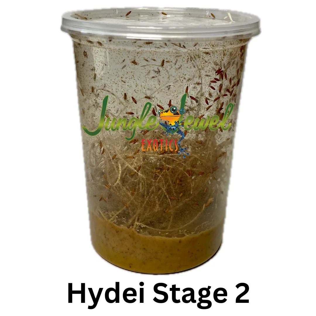 Hydei Stage 2 Will start producing fruit flies in about a week or two